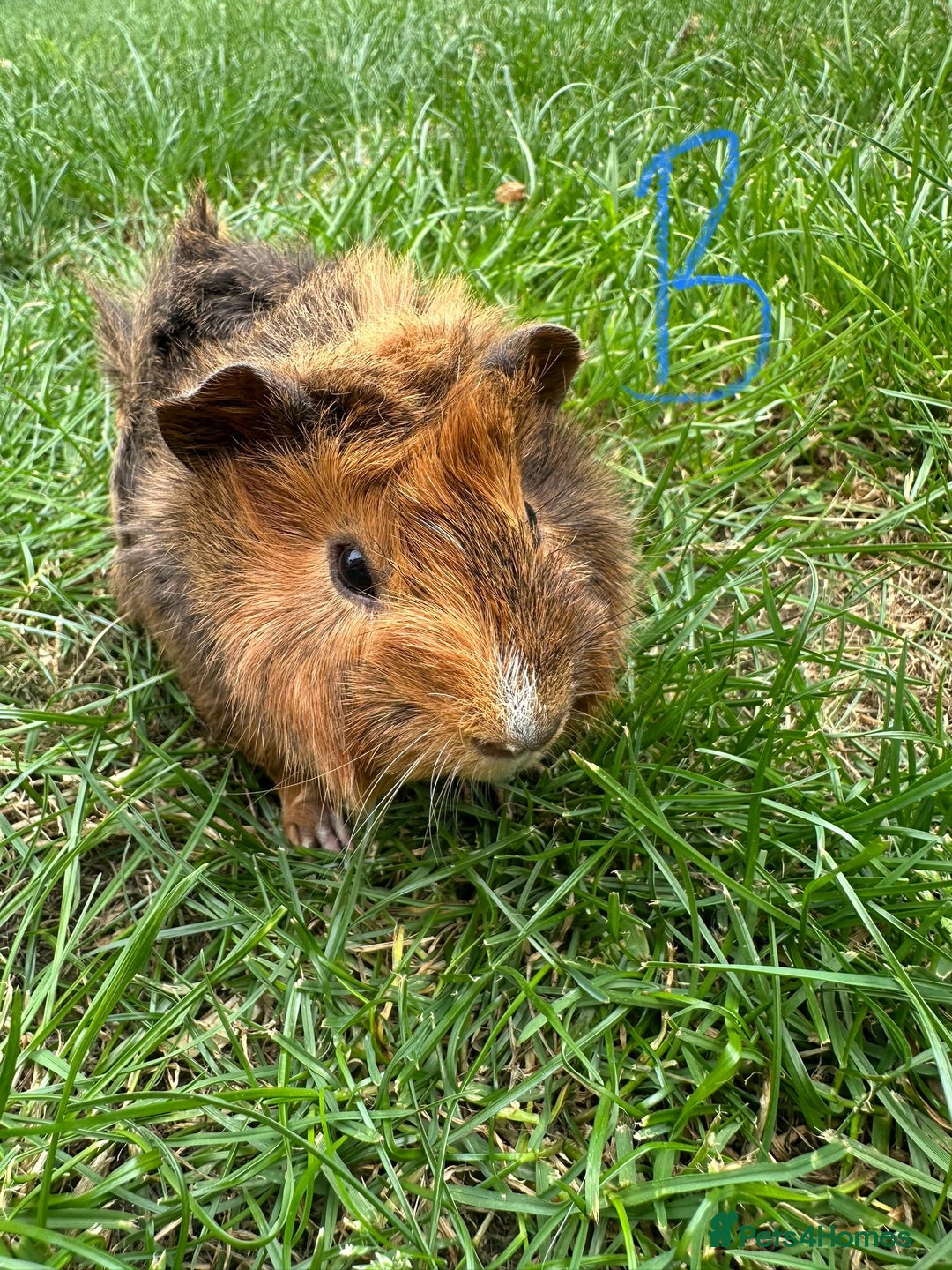 Guinea Pig rodents for sale: Male and Female Guinea Pigs For Sale  - Image 13