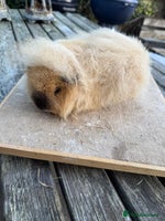 Guinea Pig rodents Pure bred California & Swiss guineapigs - Advert 1