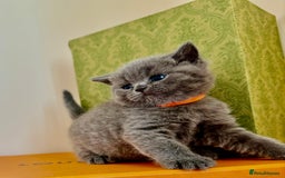 British Shorthair cats for sale: Britishshort hair kittens - Image 5