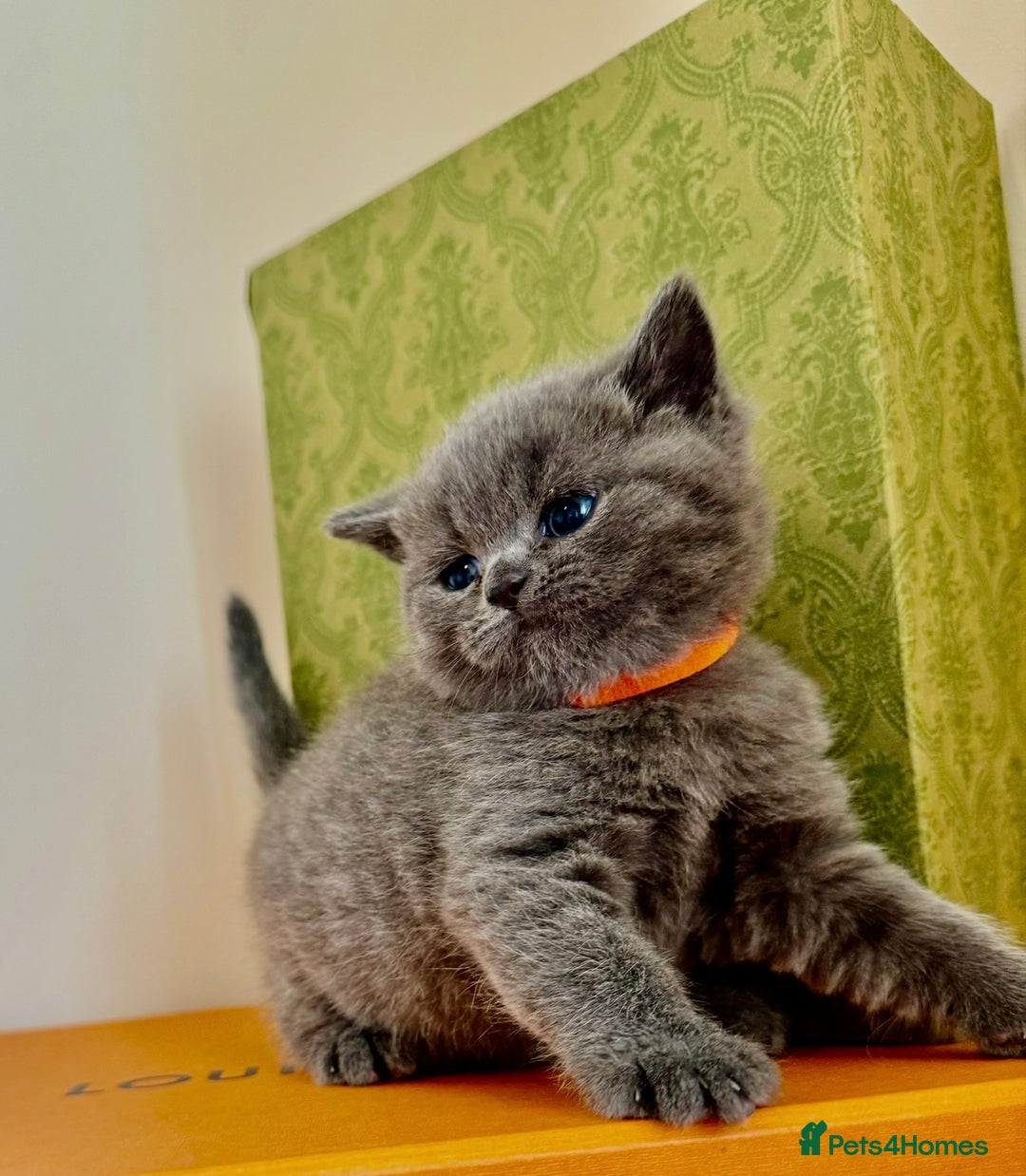 British Shorthair cats for sale: Britishshort hair kittens - Image 5