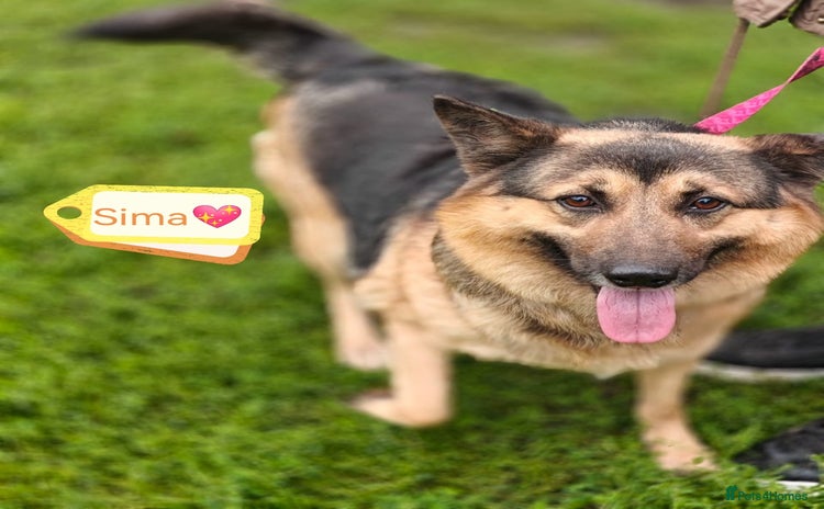 Mixed Breed dogs - Advert 4