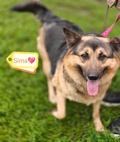 Mixed Breed dogs - Advert 4