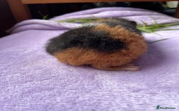 Guinea Pig rodents for sale: Male teddy  - Image 2