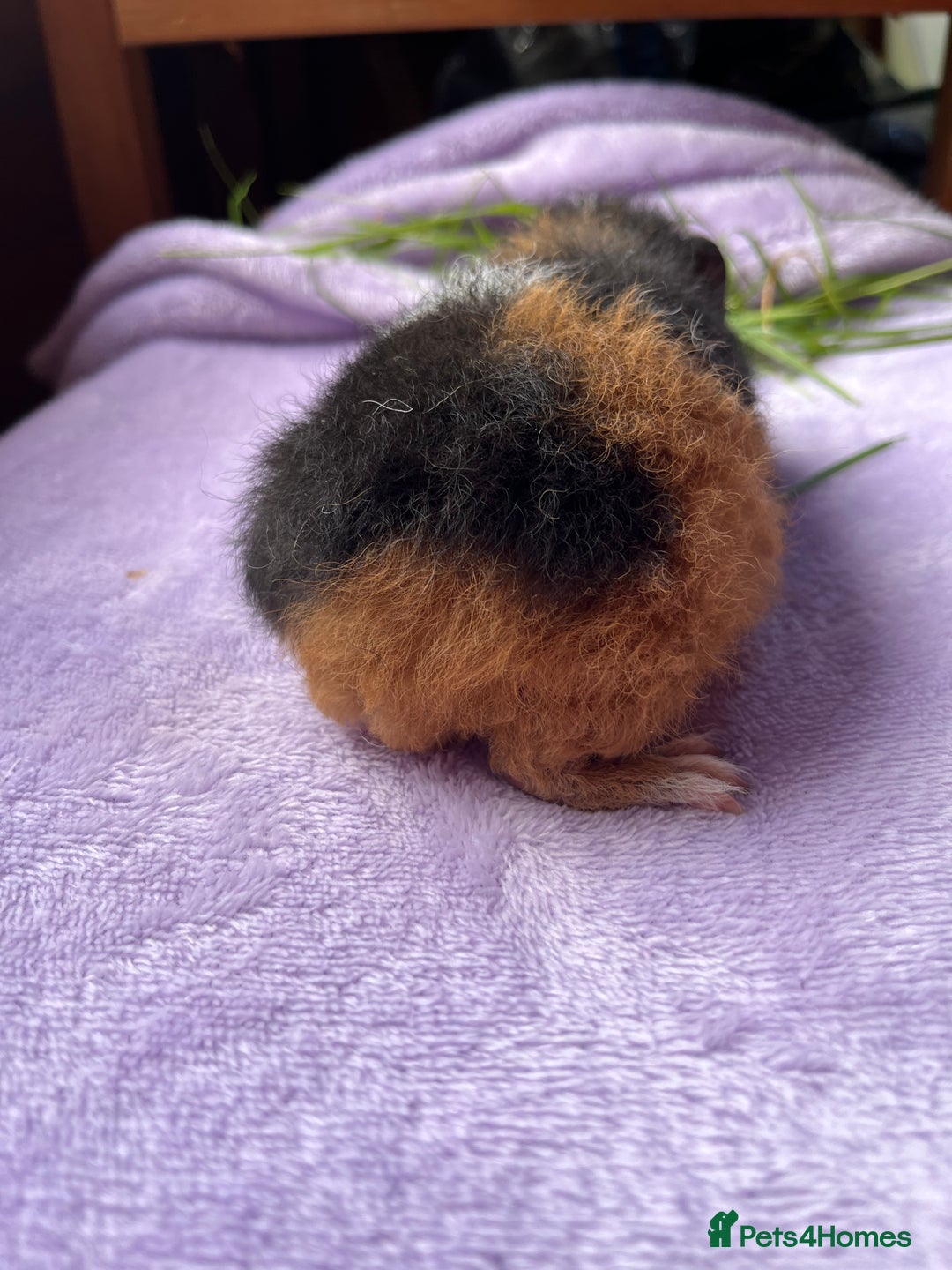 Guinea Pig rodents for sale: Male teddy  - Image 2