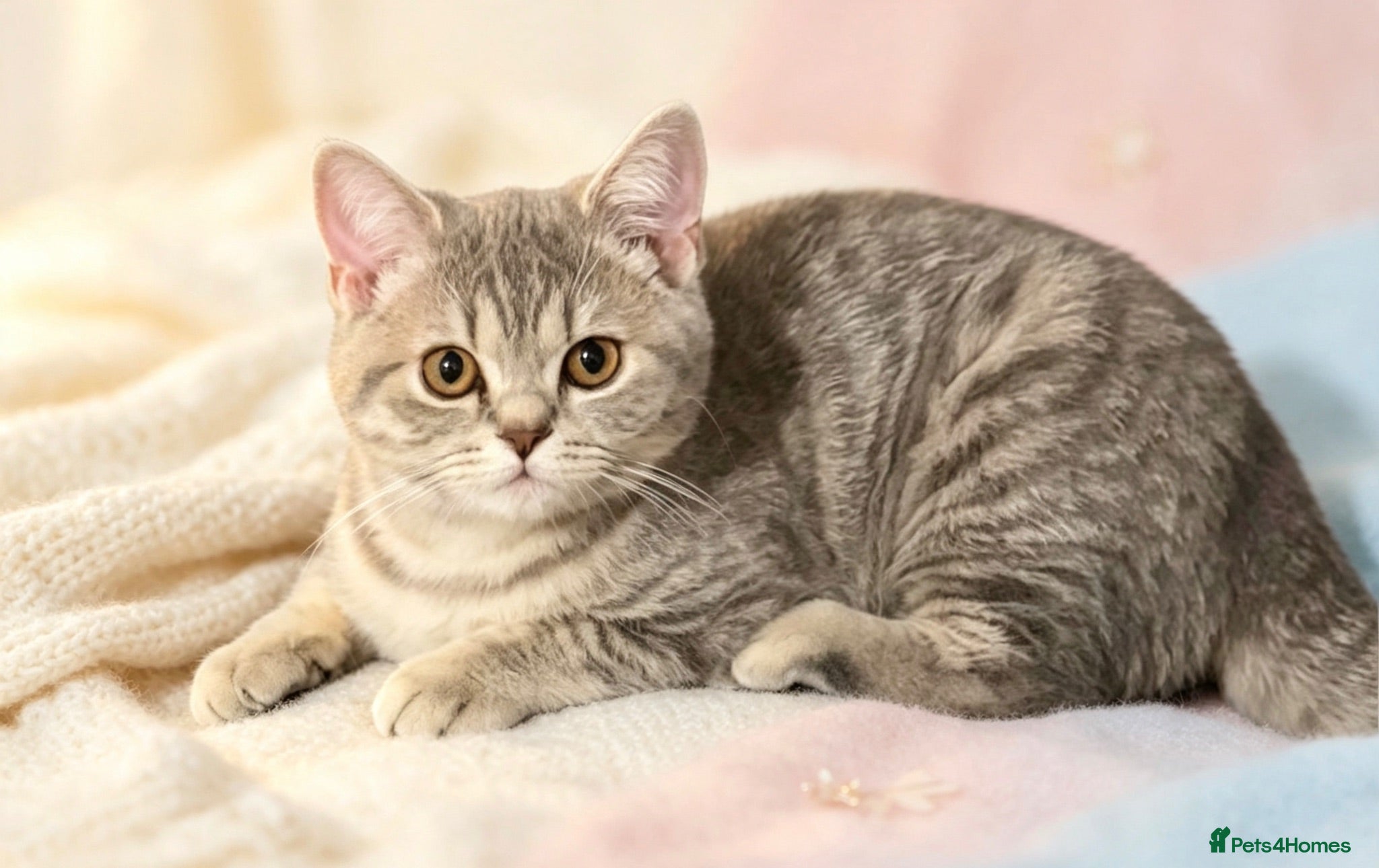 British Shorthair cats 3 beautiful brothers ready for there loving home  - Advert 1