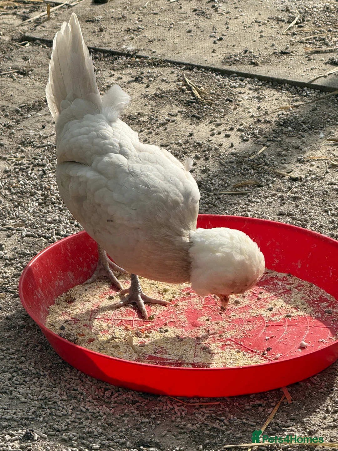 Hens poultry for sale: POL Polish Bantams Hens in Langport - Advert 2