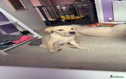 Mixed Breed dogs for sale: White lab - Image 2