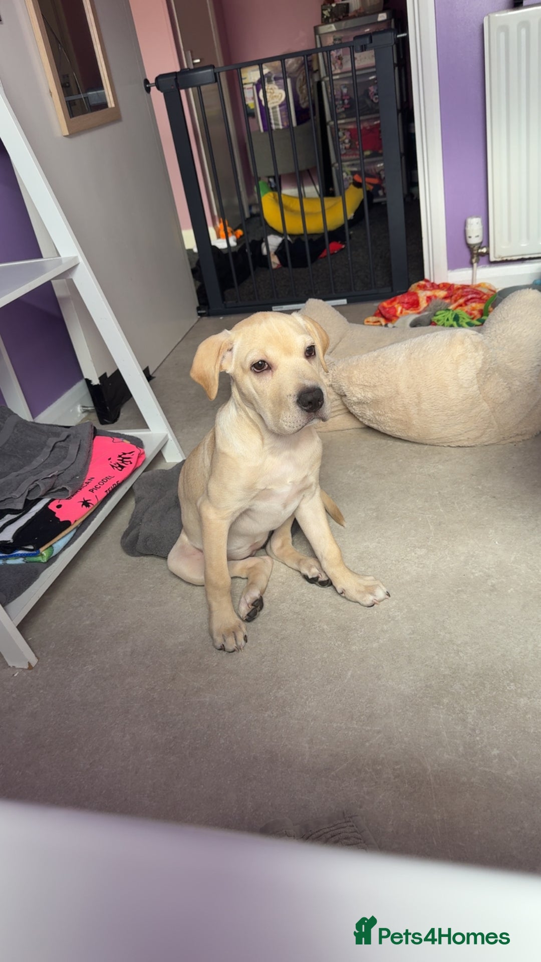 Mixed Breed dogs for sale: White lab - Image 2