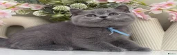 British Shorthair cats for sale: Gorgeous British Kittens - Advert 4