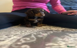 Cockapoo dogs for sale: Stunning F2 cockapoo puppies available 😍  - Image 13