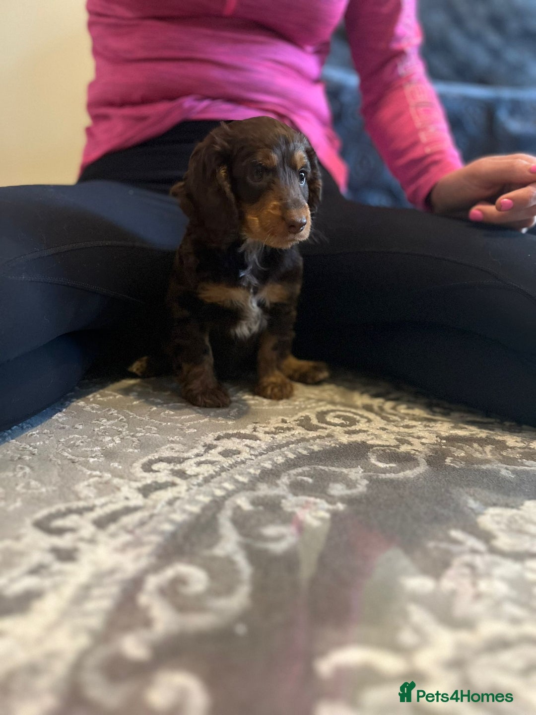 Cockapoo dogs for sale: Stunning F2 cockapoo puppies available 😍  - Image 13