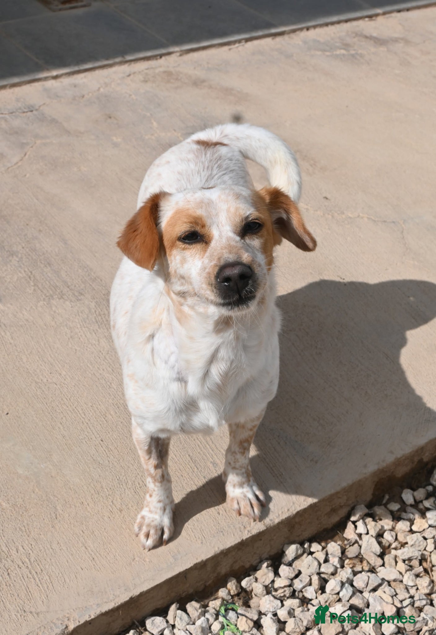 Mixed Breed dogs for adoption: Schnuppi is ready for her forever family! in Atherstone - Advert 3