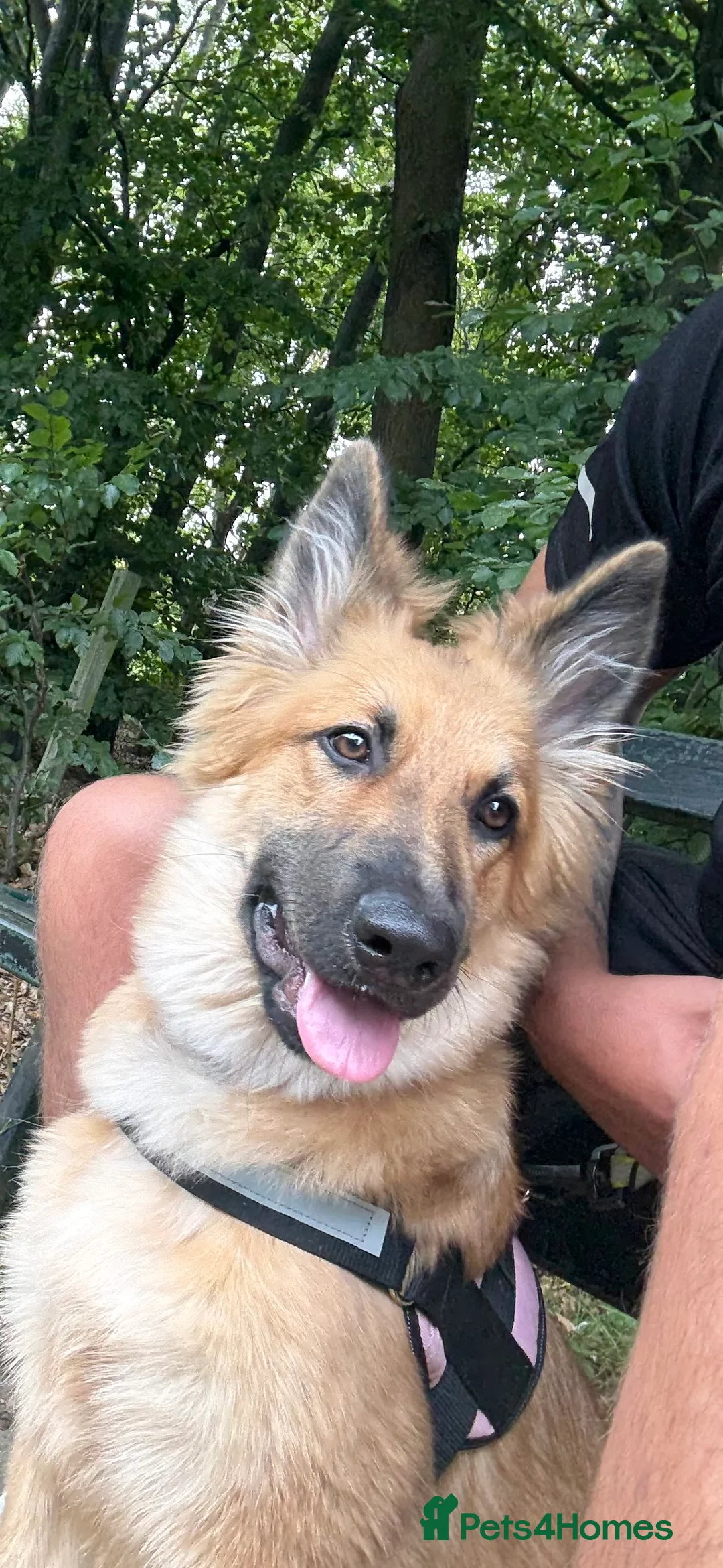 German Shepherd dogs for sale: German shepherd - Advert 1