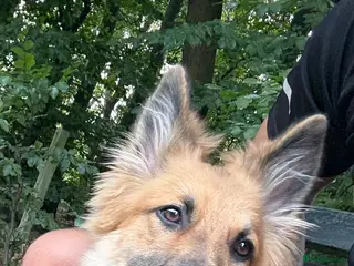 German Shepherd dogs German shepherd - Advert 1