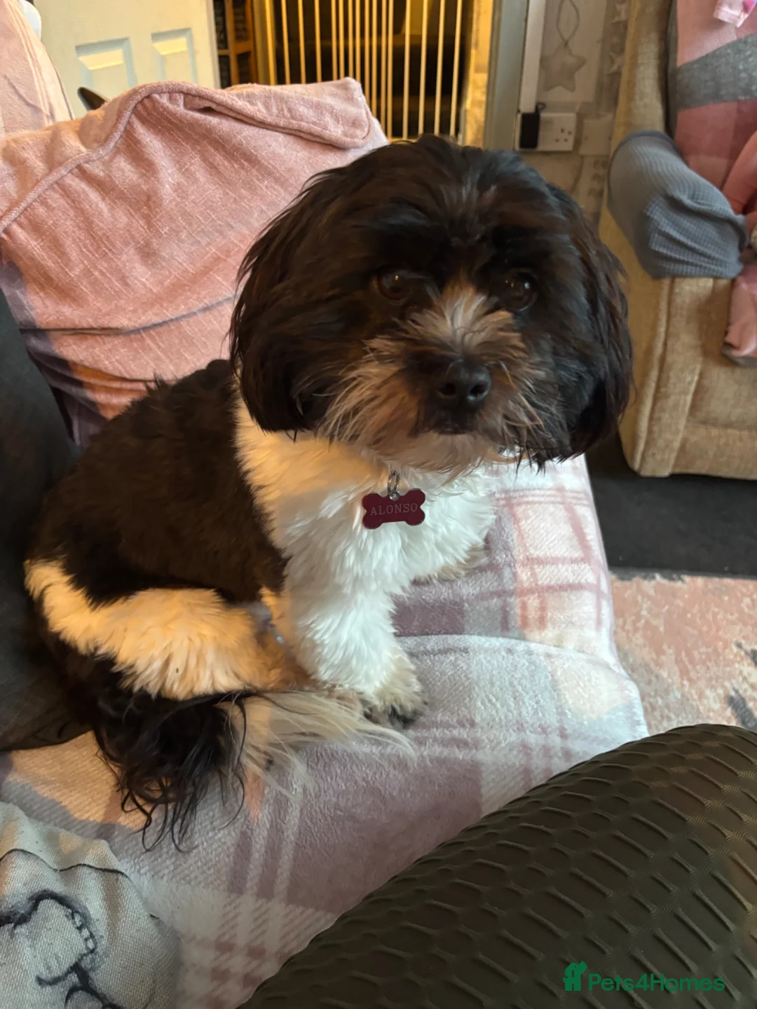 Shihpoo dogs for sale: ****Shihpoo for sale**** - Advert 3