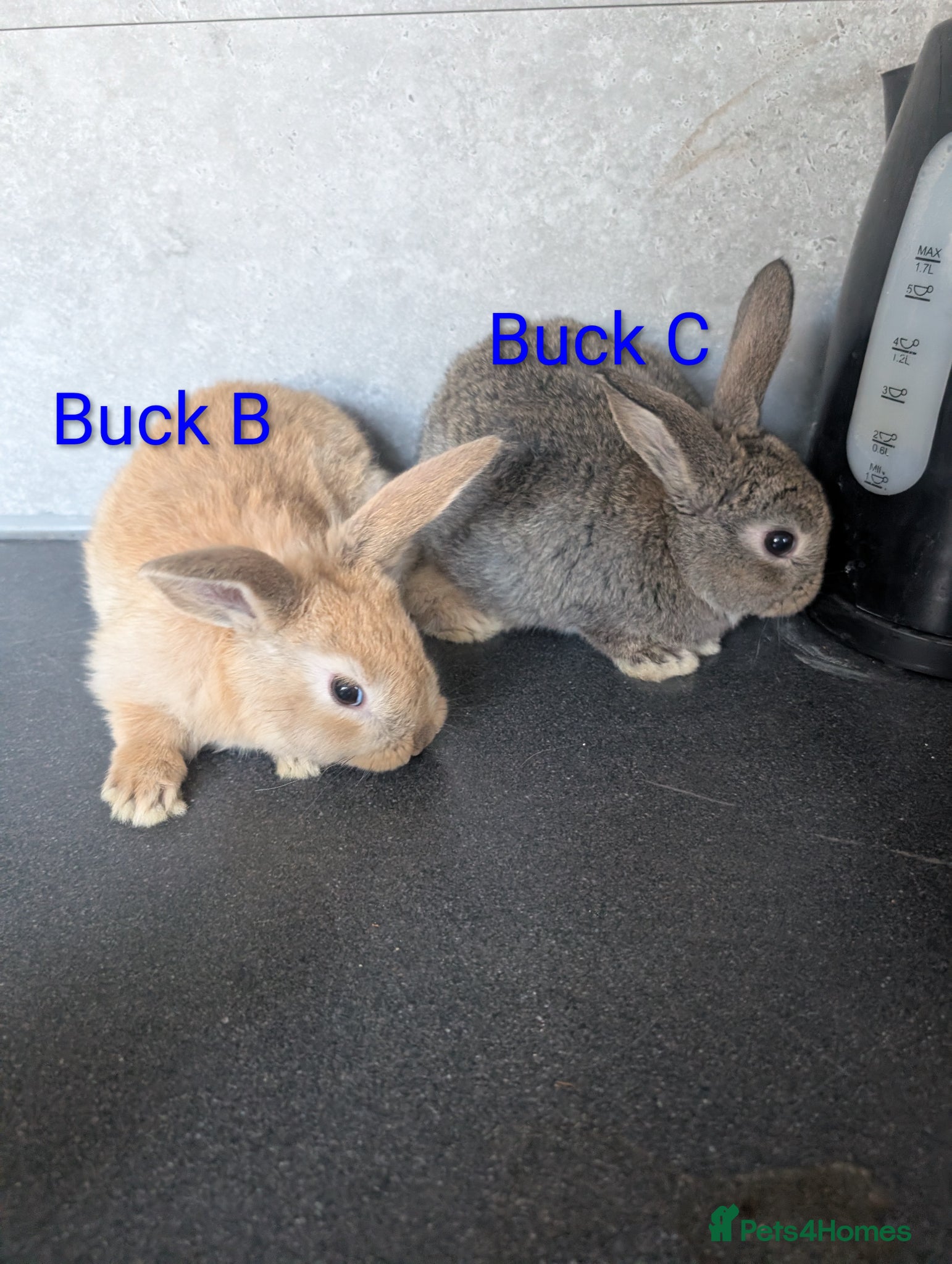 Mixed Breed rabbits Buck babies, mininlop crosses  - Advert 9
