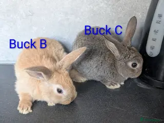 Mixed Breed rabbits Buck babies, mininlop crosses - Advert 9