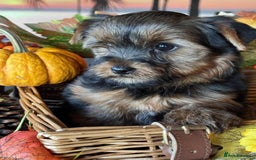 Yorkshire Terrier dogs for sale: Beautiful Pedigree Yorkshire Terrier puppies. - Advert 16
