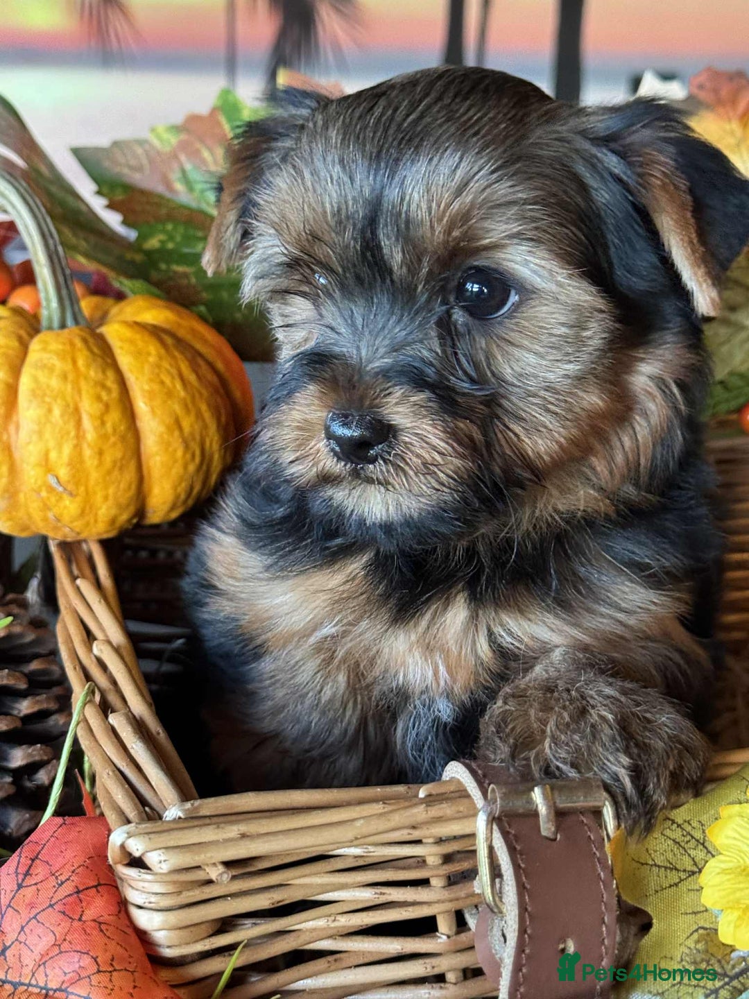 Yorkshire Terrier dogs for sale: Beautiful Pedigree Yorkshire Terrier puppies. - Advert 16