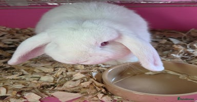 Mini Lop rabbits - Advert 6