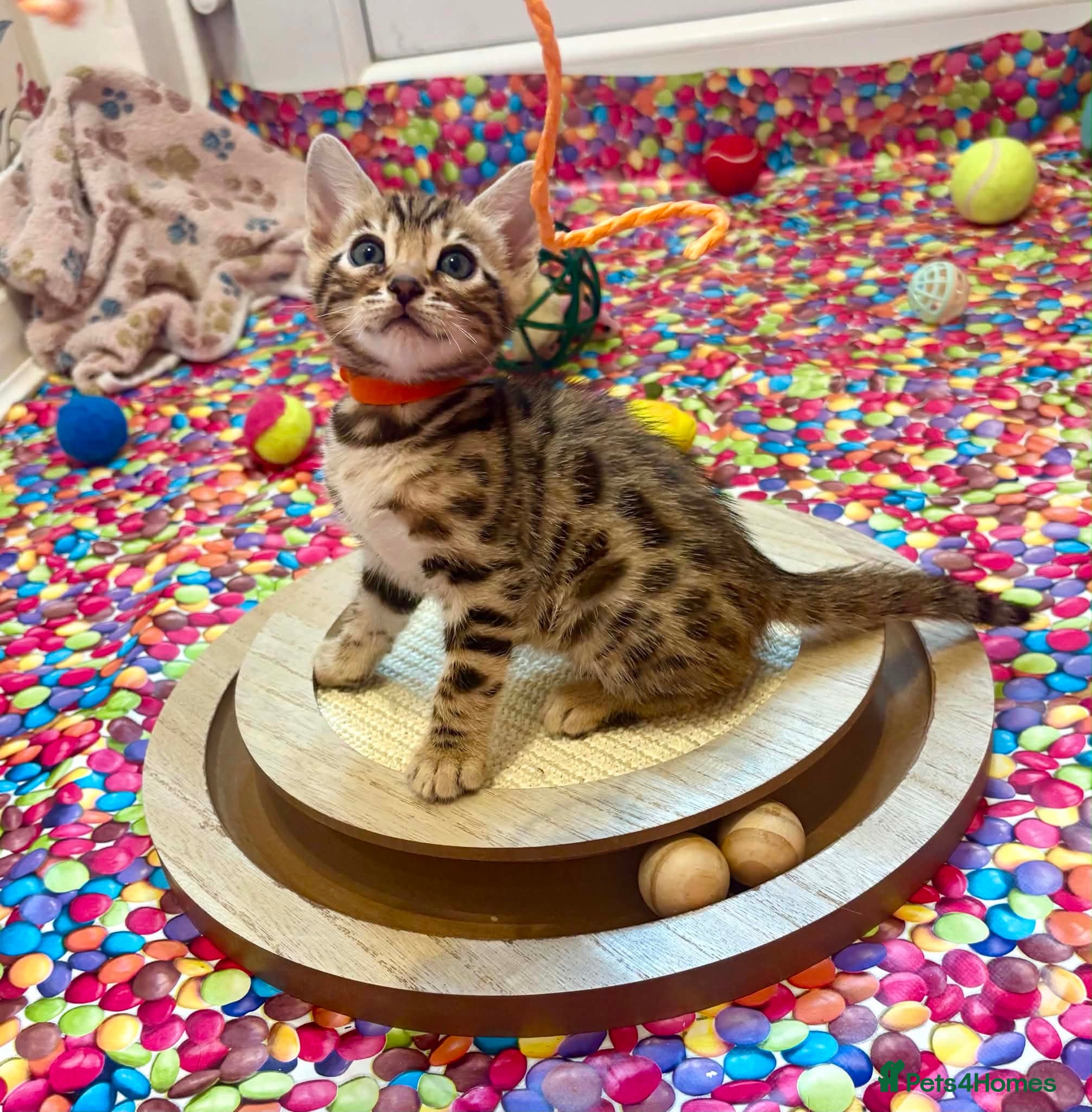 Bengal cats LAST ONE! Beautiful Bengal kittens .  - Advert 1
