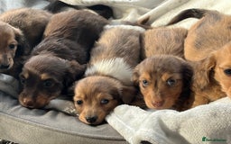 Dachshund dogs for sale: Stunning long haired miniature daxi puppies    - Image 3