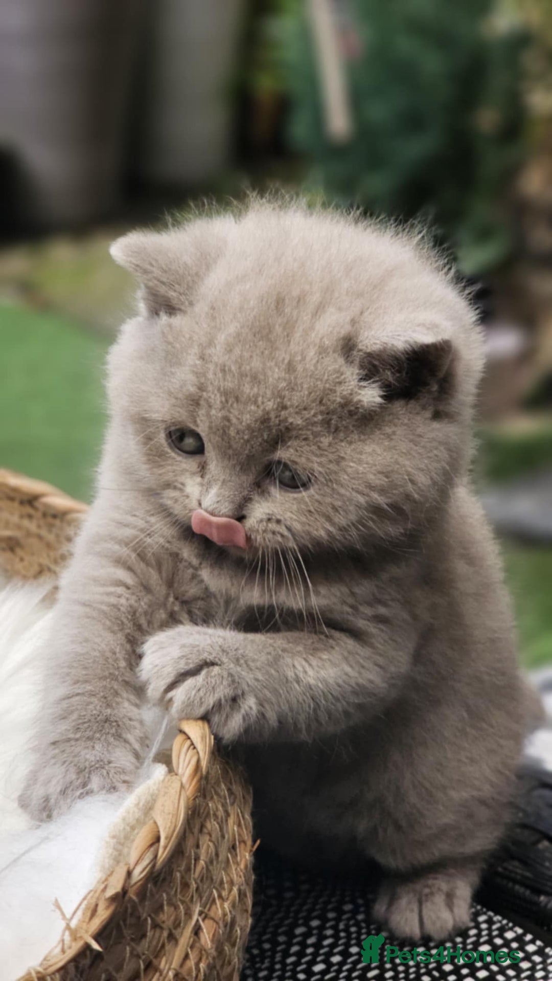 British Shorthair cats for sale: Show Quality Champions British Shorthair GCCF - Image 5