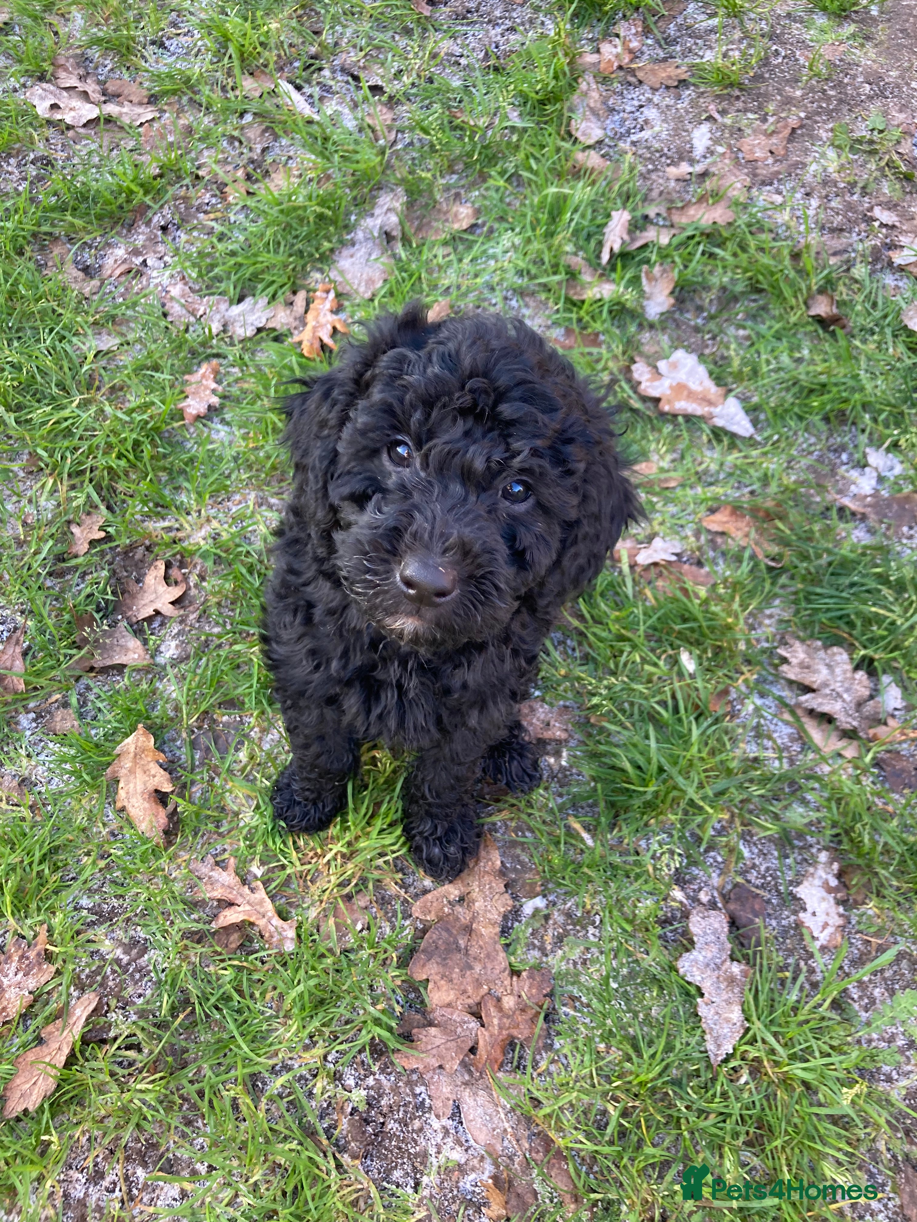 Goldendoodle dogs Goldendoodle puppies - Advert 11