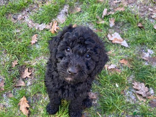 Goldendoodle dogs Goldendoodle puppies - Advert 11