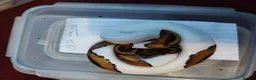 Python Snake reptiles for sale: Cb royal pythons  - Advert 5