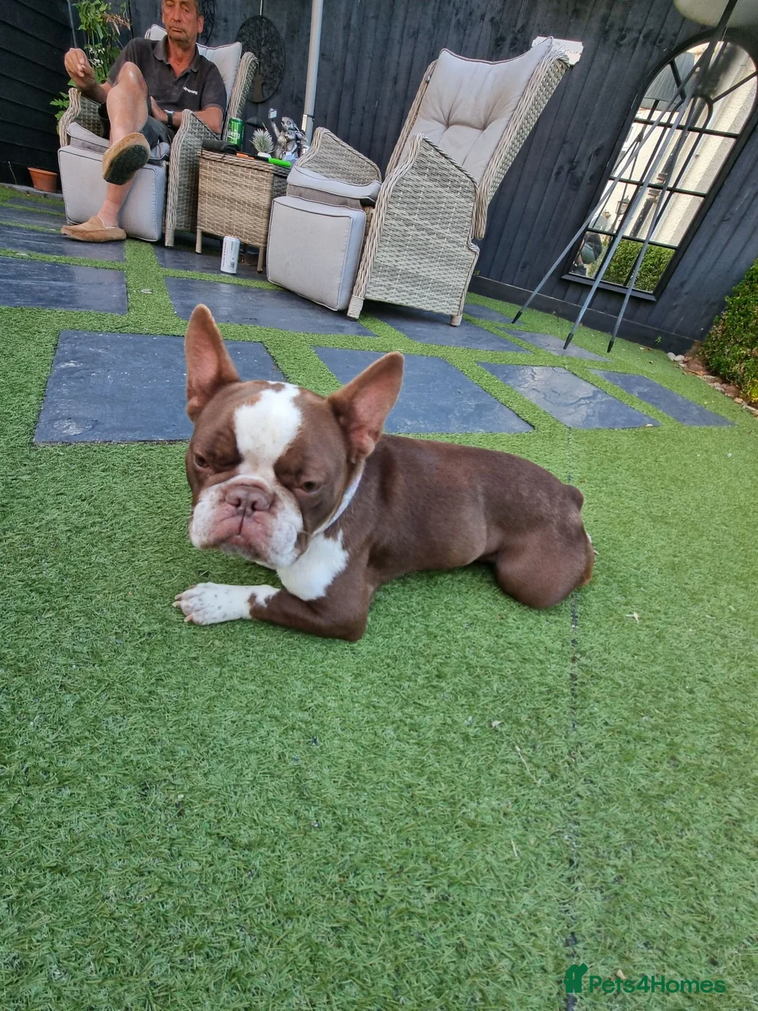 French Bulldog dogs for sale: Loving French bulldog pure breed girl  in Kidlington - Advert 3