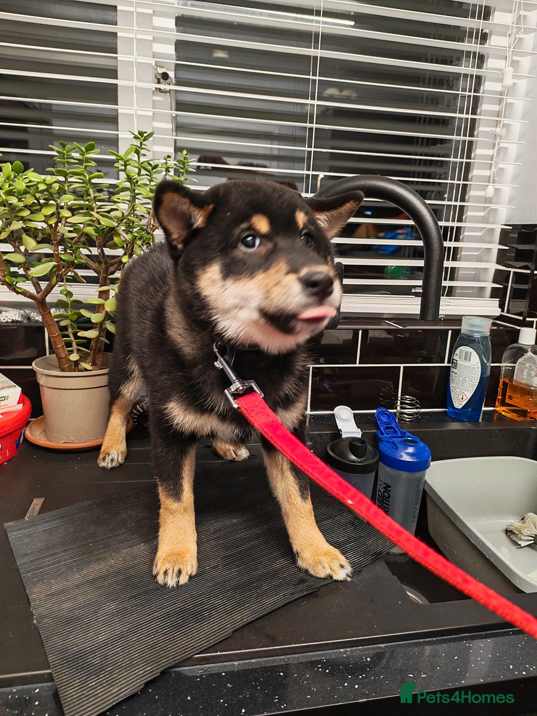 Japanese Shiba Inu dogs for sale: KC reg Japanese shiba inu puppies  - Advert 4