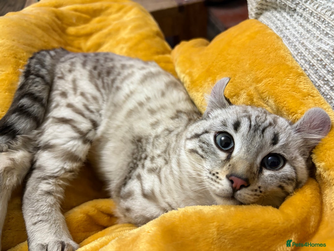 Keetso cats for sale: Super wild looking poly curled eared leopard  - Advert 11