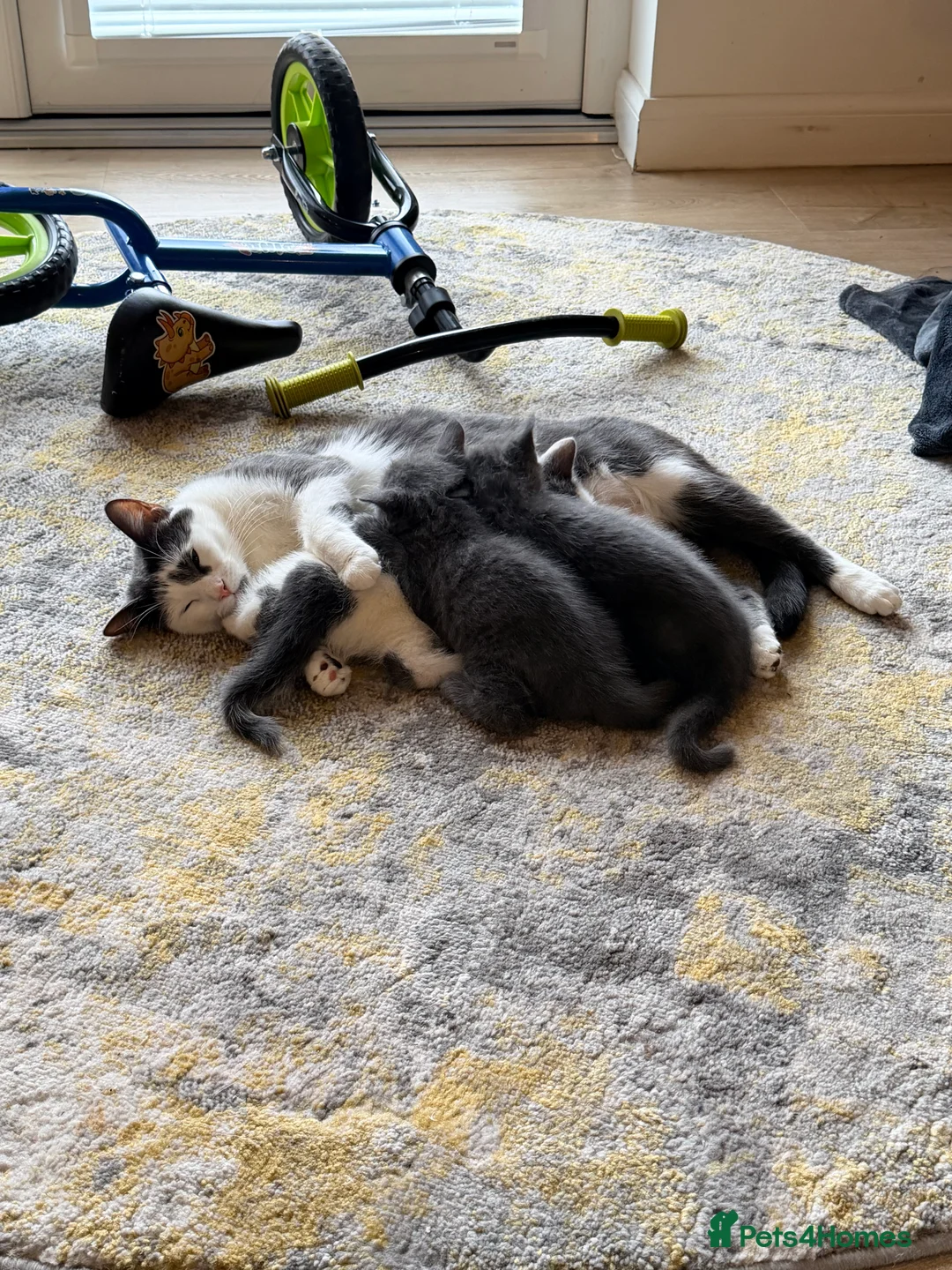 Mixed Breed cats for sale: 4 kittens for sale- all boys - Advert 3