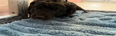 Cockapoo 4