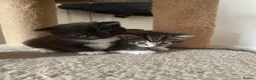 Bengal cats for sale: Bengal/Tabby beautiful kittens  - Advert 16