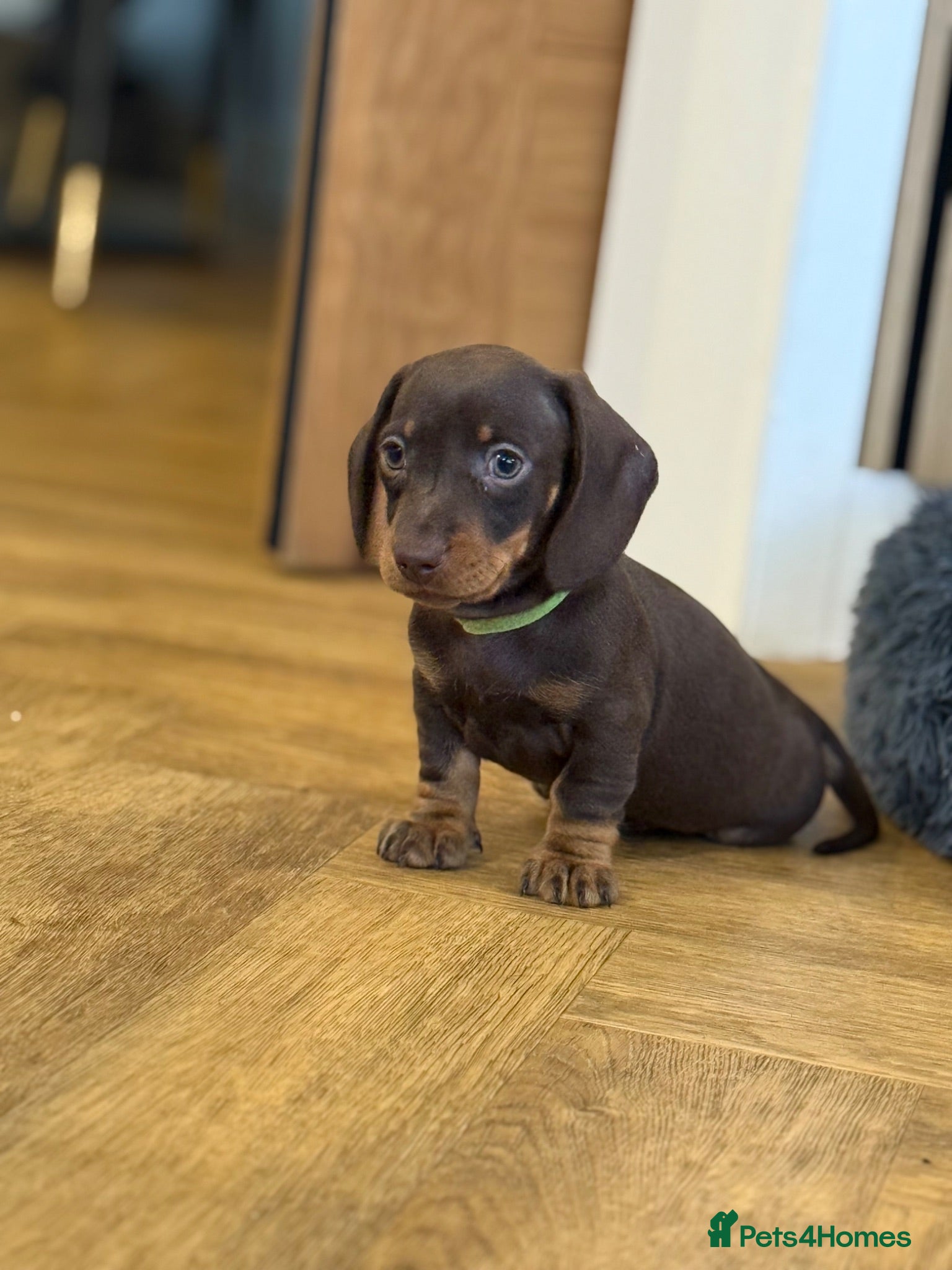 Miniature Dachshund dogs Last 3 pups!  - Advert 9