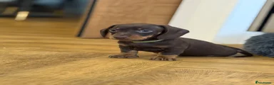 Miniature Dachshund 1