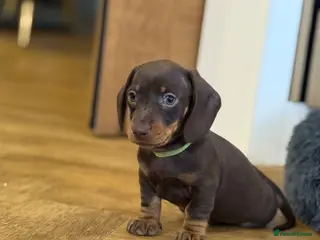 Miniature Dachshund dogs Last 3 pups! - Advert 1