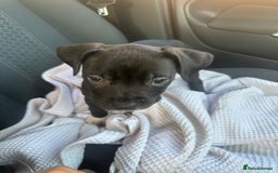 Mixed Breed dogs for sale: Cane corso x staff puppies  - Image 38