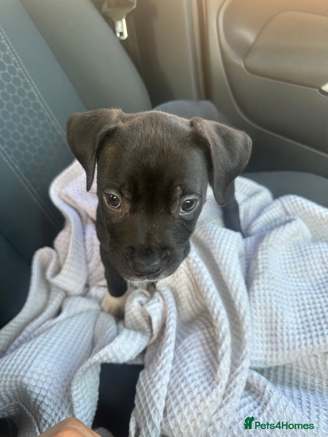Mixed Breed dogs for sale: Cane corso x staff puppies  - Image 38