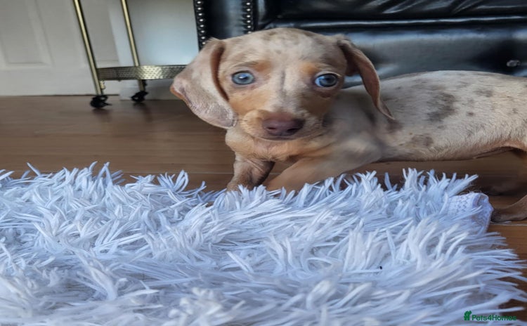 Dachshund dogs - Advert 14