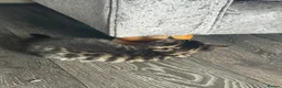 Mixed Breed cats for sale: Super cute kittens  - Advert 3