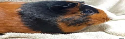 Guinea Pig rodents for sale: 2 Female Guinea Pigs For Sale - Advert 5