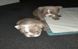 English Bulldog dogs for sale: New English bulldogs  - Image 7
