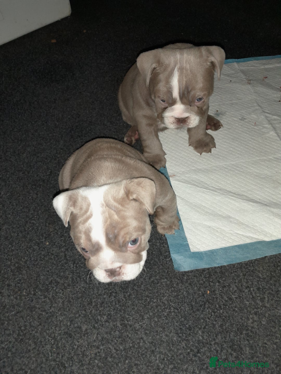 English Bulldog dogs for sale: New English bulldogs  - Image 7