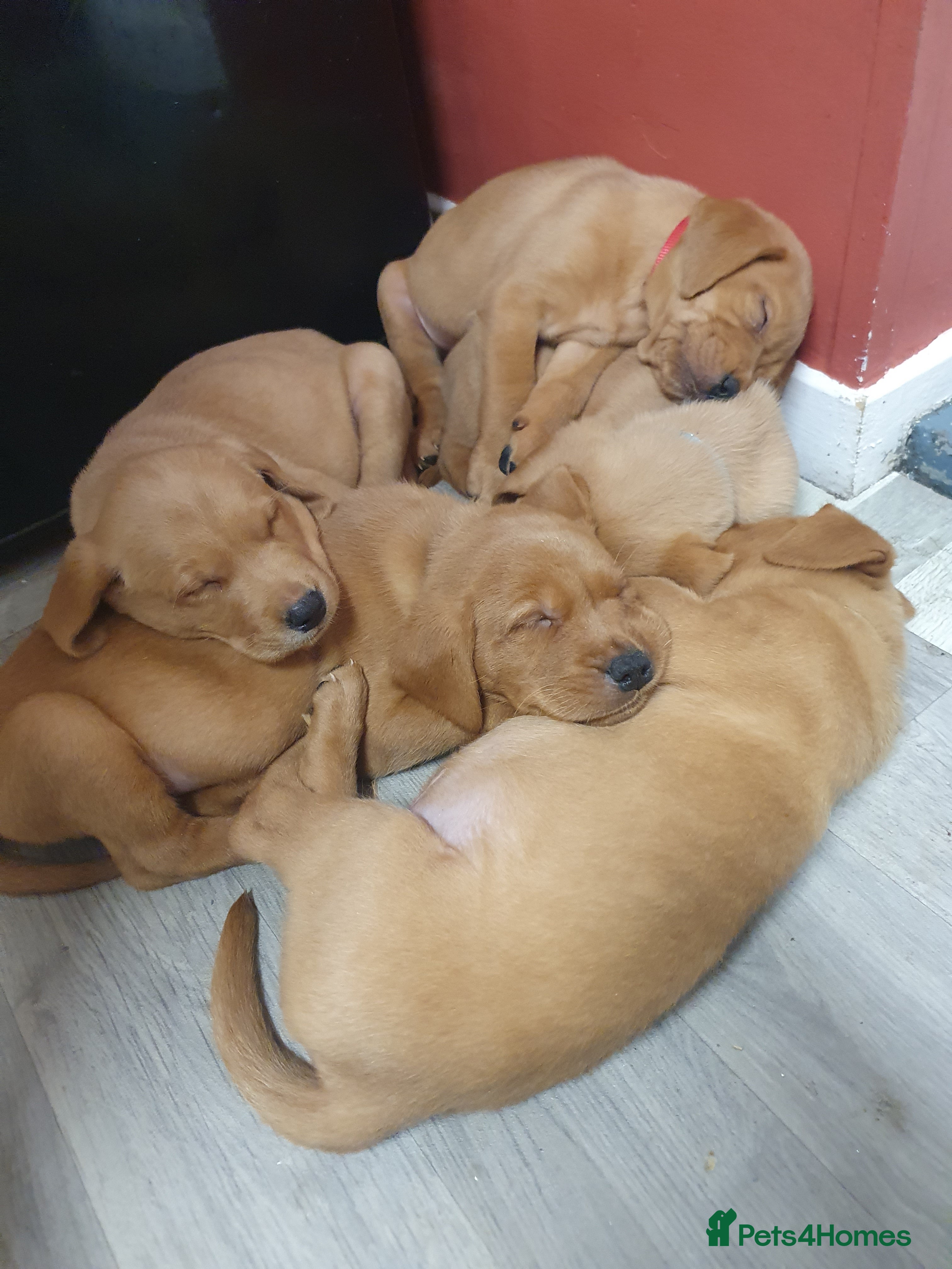 Labrador Retriever dogs Fox red labrador puppies - Advert 6