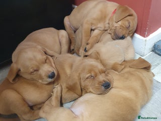 Labrador Retriever dogs Fox red labrador puppies - Advert 6