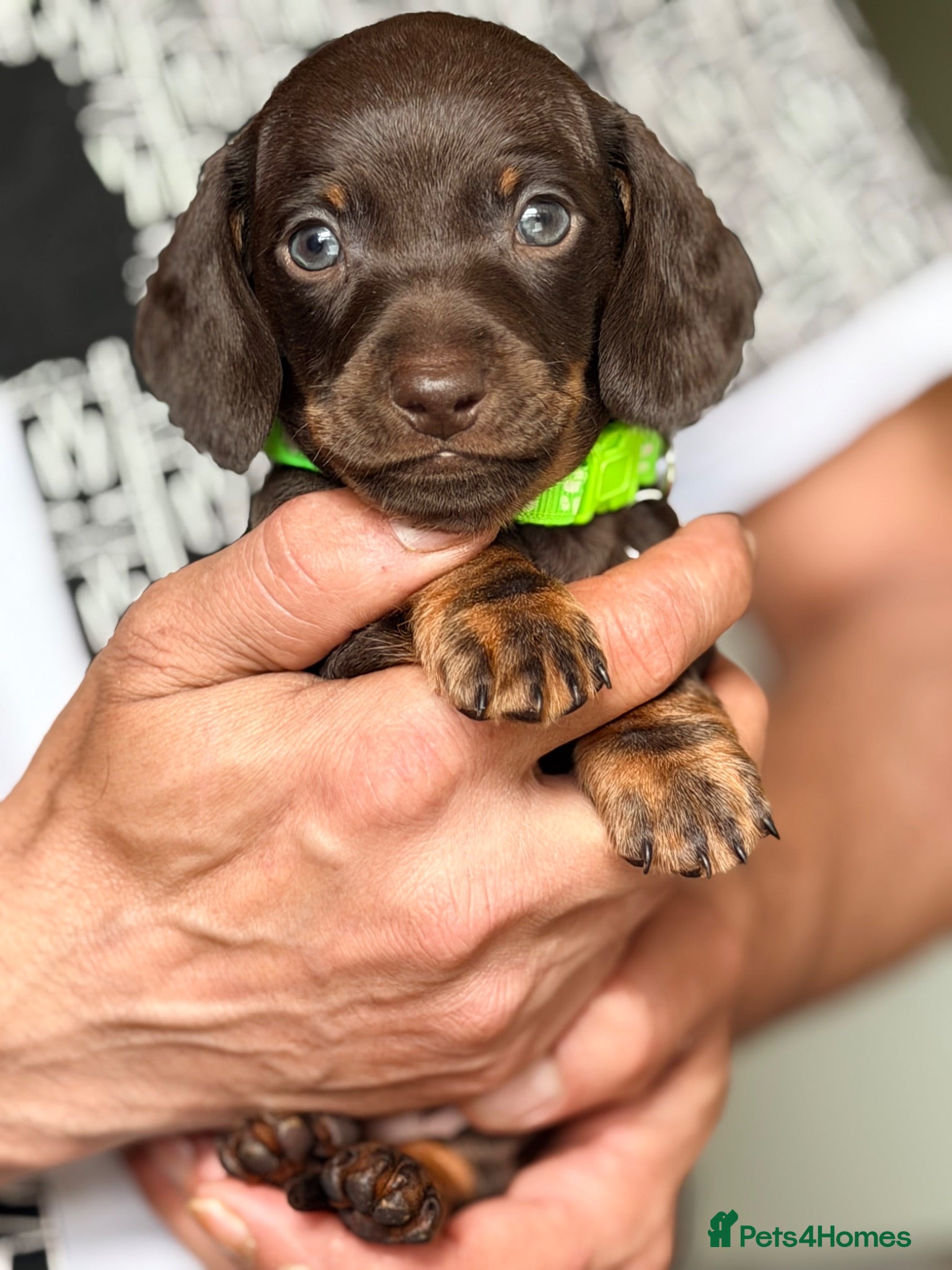Miniature Dachshund dogs 💕Bridget and Oscar Can’t wait to meet with You💕 - Advert 1