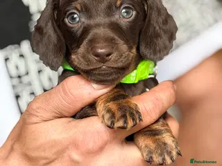 Miniature Dachshund dogs 💕Bridget and Oscar Can’t wait to meet with You💕 - Advert 16